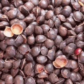 Jengkol